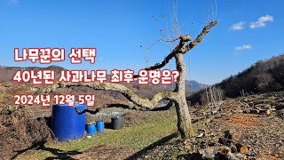 40년된  사과나무 폐원 사과나무 벌목