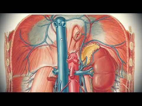 Anatomy of inferior vena cava