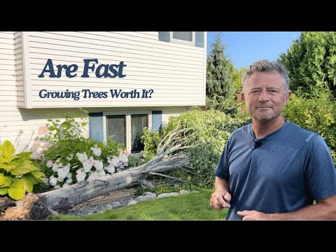 Wind Gust Takes Down Swedish Aspen | Replacement Options, And A Free Bench?