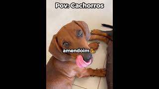 Isso não era pelo… era armadura 🐶😂#engraçado #cachorro #shorts
