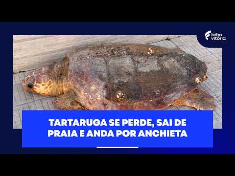Tartaruga se perde, sai de praia e anda por rua de Anchieta