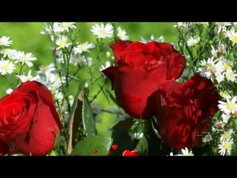 As Rosas não Falam video