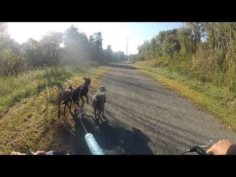 tripple dog scooter Roka Mia Black Jack