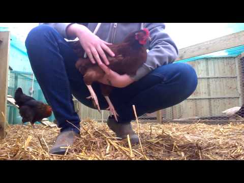 How to hold a chicken
