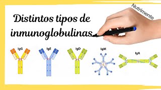 Different types of antibodies or immunoglobulins