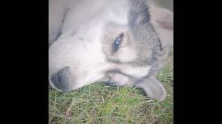 Our memories with the dogs so far!