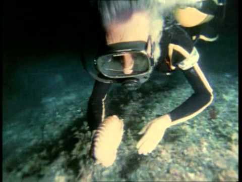 (26) La Collection COUSTEAU - 500 millions d'années sous la mer (1973)