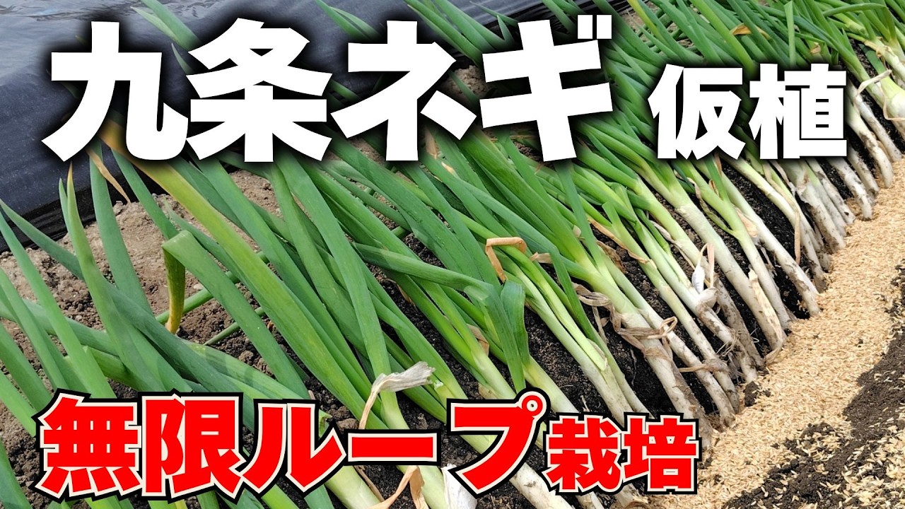 【九条ネギ】3月末に絶対やるべき若返りの儀式！ネギ坊主をリセットして無限ループ栽培へ