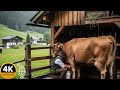 Austria Village Life Farm Animals Wildlife In High Alpine Mountains 4K Documentary