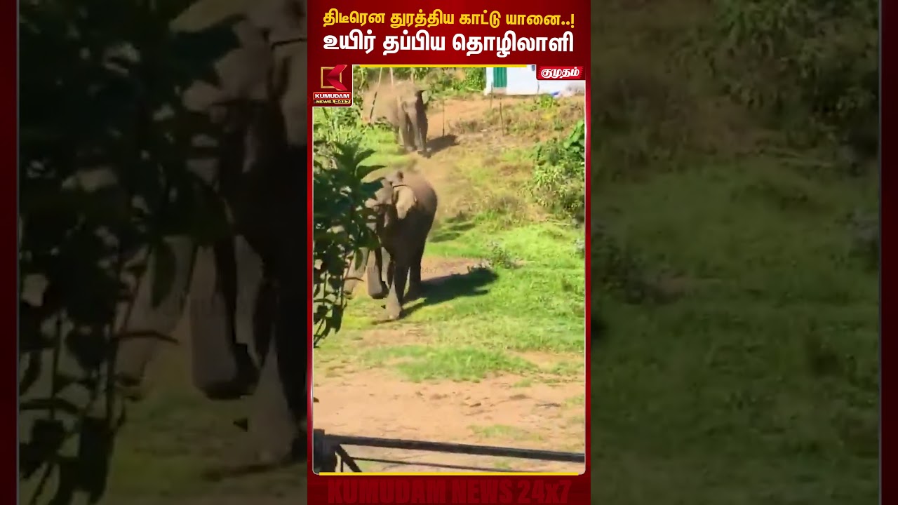 திடீரென துரத்திய காட்டு யானை..! உயிர் தப்பிய தொழிலாளி | Kerala | Elephant | Kumudam News