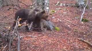 Un albero un anno  -  One  tree one year