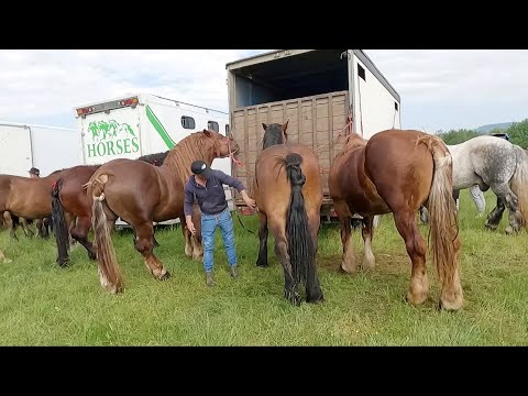 Caii lui Kozma Daniel de la Cărășeu-Satu Mare 2023