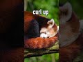 Red Pandas Use Their Tails As Pillows When They Sleep