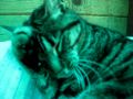 Lucy 5 Year Old Grey Tabby Kitty Needs A Loving Home