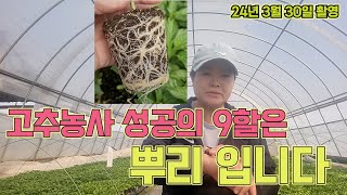 고추농사의 핵심은 뿌리입니다!!! 꿀팁, 고추농사 잘 짓는 법!