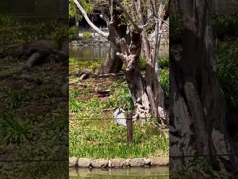 牡丹に最適な肥料は何ですか?この春、美しい花を咲かせるための実践ガイド!  庭園