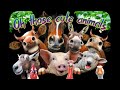 Beautiful Views Aerial Photography Wild Animals Lounge Music