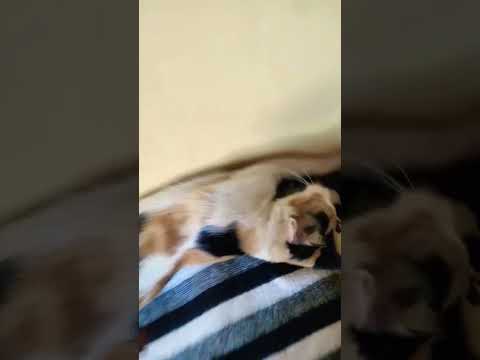 #ridafirdose #cat #catlover #catvideo #chiru