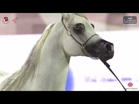 N 303 MOGEB ATHBAH   Abu Dhabi International AHC 2023   Stallions 4 Years Old and Older Class 6C