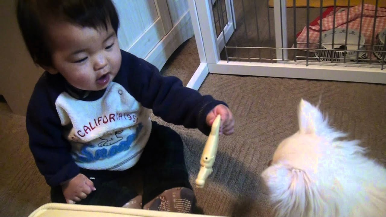 赤ちゃんとおもちゃを取り合う犬