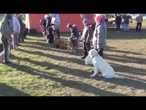 Wolf-K9 kutyaiskola 2014.01.12....a "kicsik"