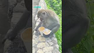 Download lagu Monkey Steals Coffee And Gets Burnt mp3 Download lagu Monkey Steals Coffee And Gets Burnt mp3