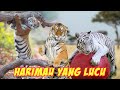 Adorable A Tiger And Lion S Funny Playful Antics They Look A Little Like Orange Cats