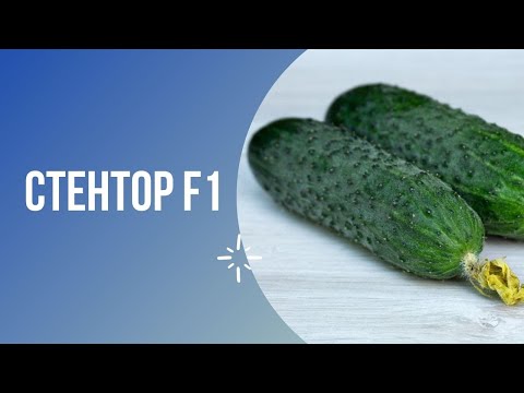 Огірок Стентор F1 від компанії Nunhems. Опис та розріз