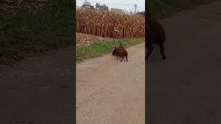 Download lagu Trag de volan 🚙 mp3