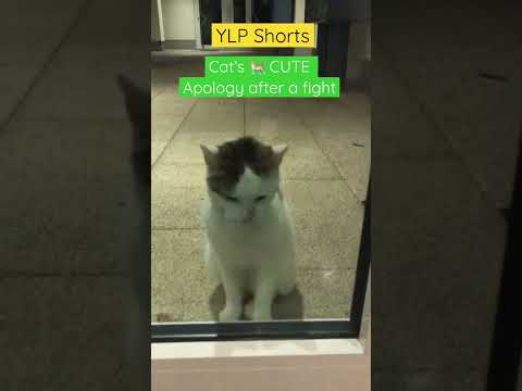 Cat’s 🐈 CUTE Apology after a fight