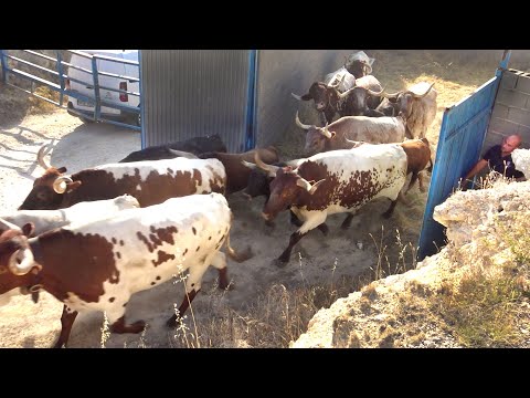 Íscar 2022 Encierro Campero con Toros Bravos