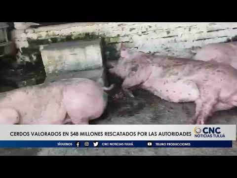 En operativo en Toro, Valle del Cauca fueron recuperados 61 porcinos robados.