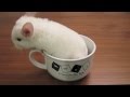 Chinchilla Surprise! 