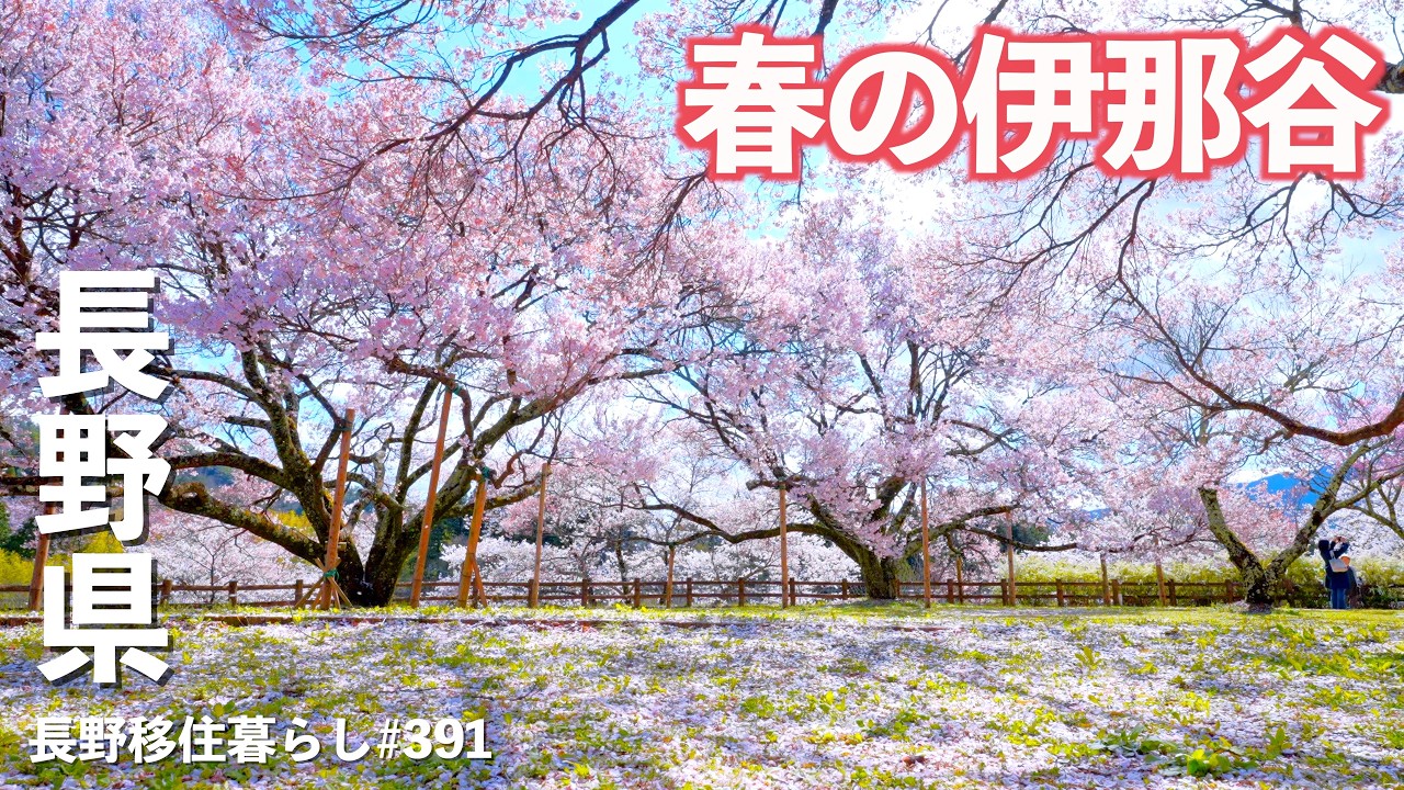 【長野移住】撮りたて4月2日撮影!!高遠・大草城址、伊那谷有名桜スポットを巡る｜伊那谷｜大草城址公園｜高遠城址公園｜ドライブ｜田舎暮らし｜長野県｜4K