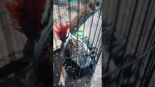 Download lagu pelatuk bawang serem mp3