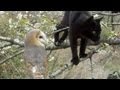 Distraction: Cat and owl become friends 