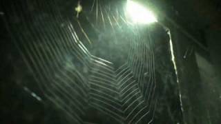 Spider Web Time Lapse