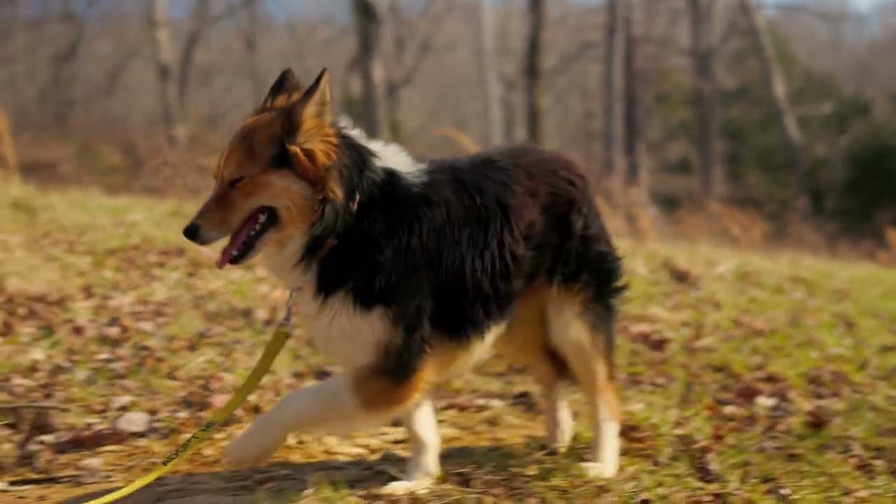 Enlarge Foxley - Transport, a Adopted mixed breed in Greenwood, IN video 5/5