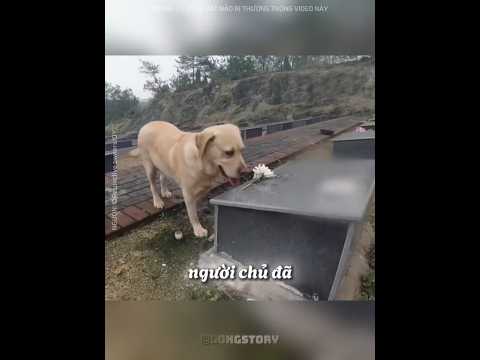 Lý do CHÚ CHÓ này xin một CÀNH HOA mỗi ngày 💔 #shorts