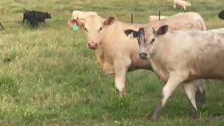 Fall calving Brangus cows bred to Charolais we are weaning the calves July 12