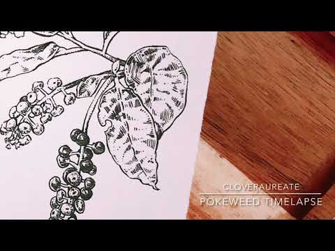 [18/12/2020] Pokeweed Timelapse (kofi: cloveraureate)