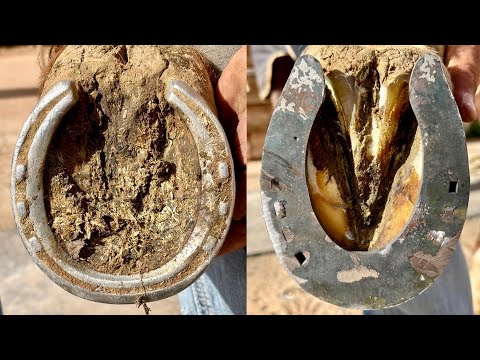 Full Horse Hoof Restoration with Sliders | Farrier
