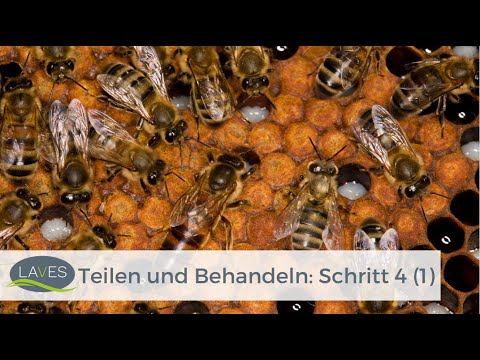 Teilen und Behandeln: Schritt 4 (1)/4