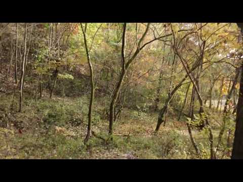 181027 #walk #forest #3