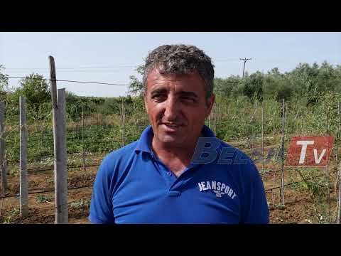 BELSH TV - Per here te pare kultivohet ne tokat e Dumrese fruti i rralle...