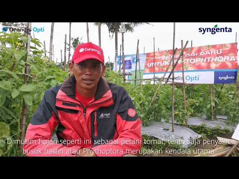 , title : 'Teknologi Tepat Mengendalikan Phytophthora pada Tanaman Tomat'