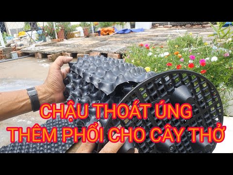 Review Chậu nhiều vấu lắm lỗ (chậu Tàu gốc Mỹ)