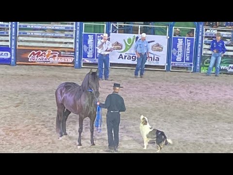 Potra travessa e o cachorro 🐕 Bid Júnior, em Aragoiânia Goiás 