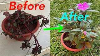How to quickly bring a dying Impatiens plant back to life