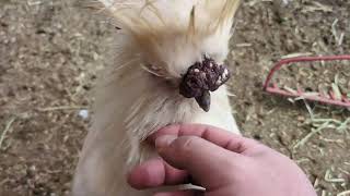 冬のヤギたち